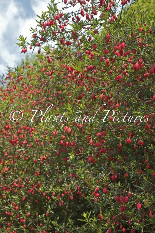 Crinodendron hookerianum