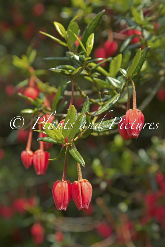 Crinodendron hookerianum