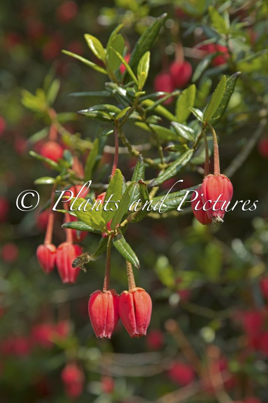 Crinodendron hookerianum