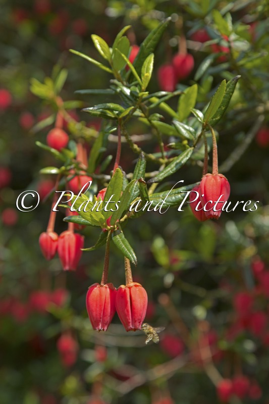 Crinodendron hookerianum