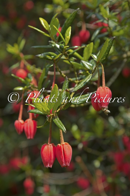 Crinodendron hookerianum