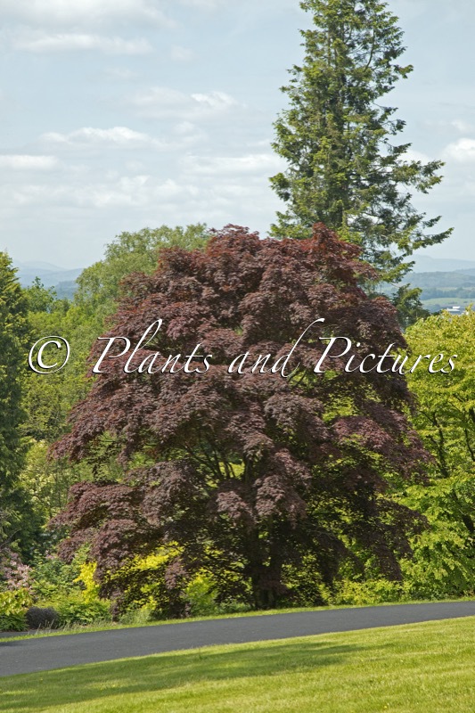Acer palmatum ‘Atropurpureum’