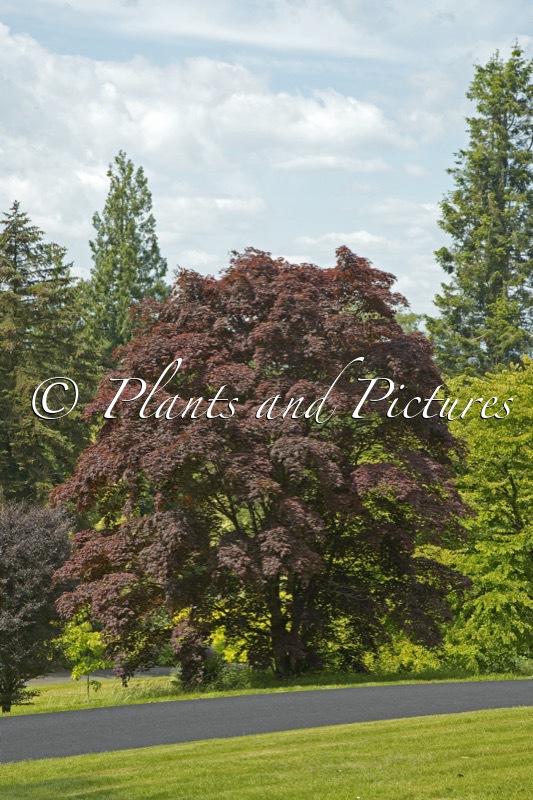 Acer palmatum ‘Atropurpureum’
