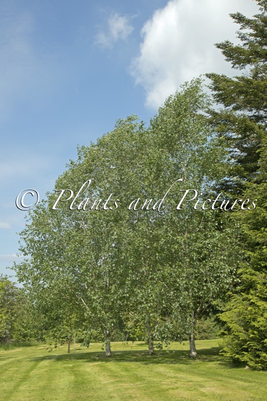 Betula utilis subsp. jacquemontii