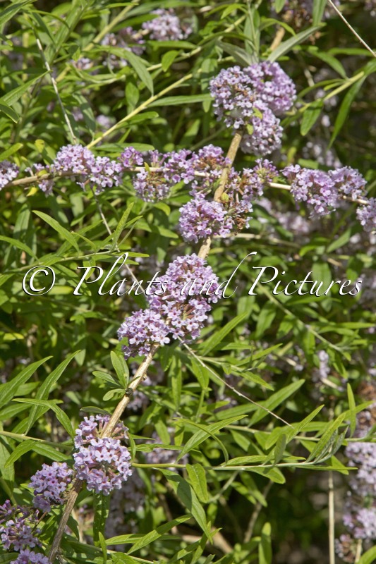 Buddleja alternifolia