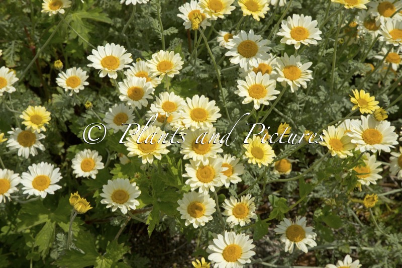 Anthemis ‘Susanna Mitchell’