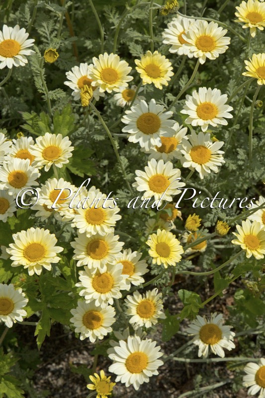 Anthemis ‘Susanna Mitchell’