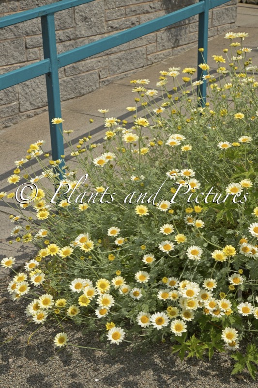 Anthemis ‘Susanna Mitchell’