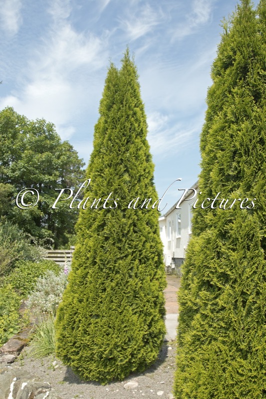 Thuja occidentalis ‘Smaragd’