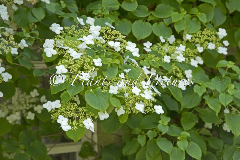 Hydrangea petiolaris ‘Brookside Littleleaf’