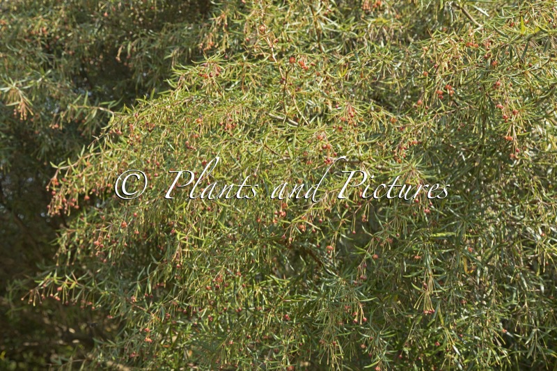 Berberis triacanthophora ‘Cally Rose’