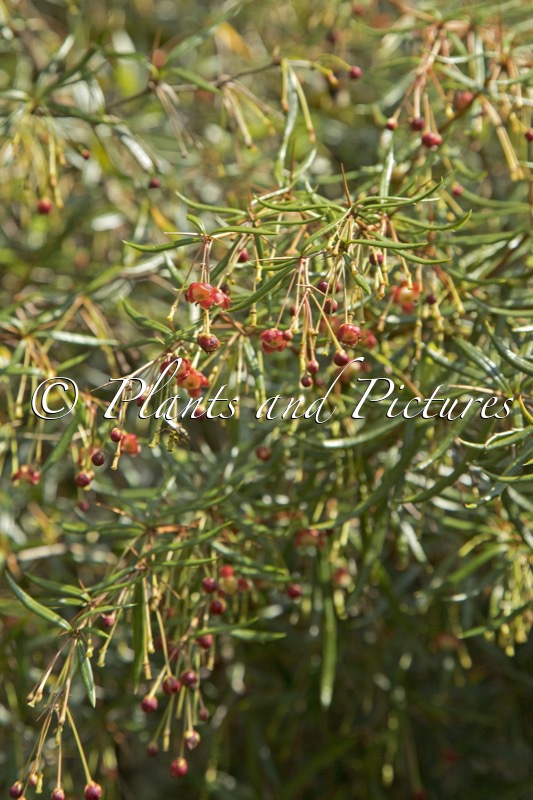Berberis triacanthophora ‘Cally Rose’