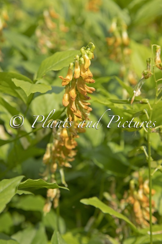 Lathyrus aureus
