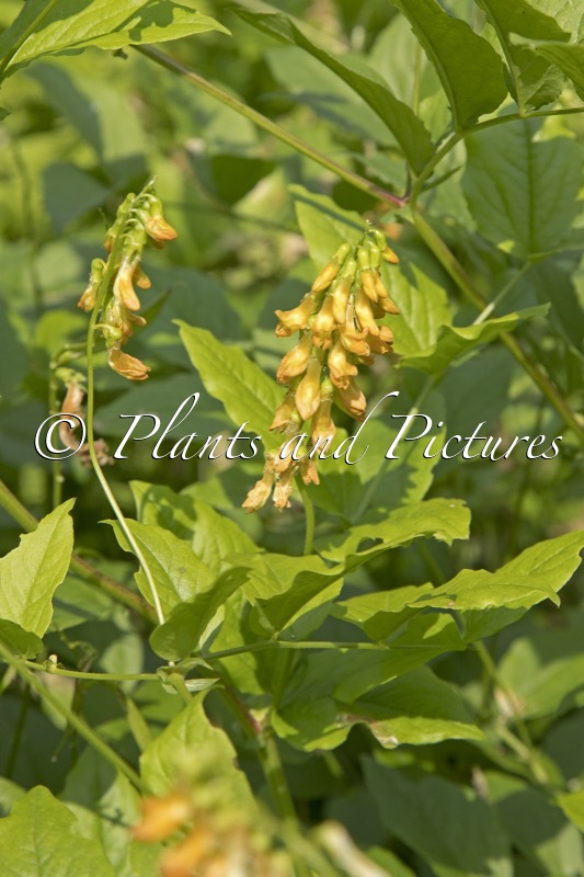 Lathyrus aureus