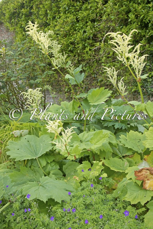 Astilboides tabularis