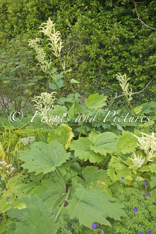 Astilboides tabularis