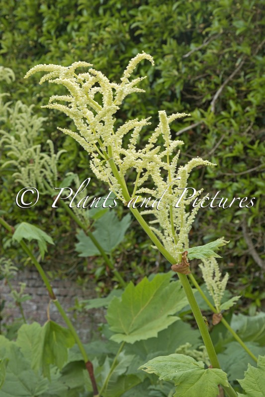 Astilboides tabularis