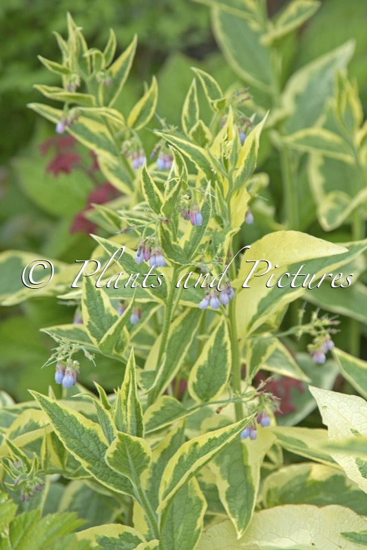 Symphytum uplandicum ‘Variegatum’