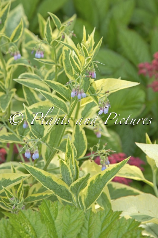 Symphytum uplandicum ‘Variegatum’