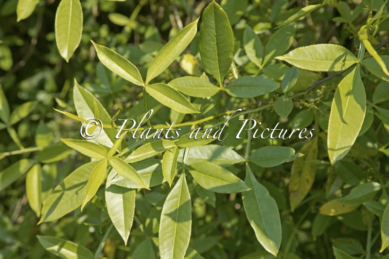 Zanthoxylum alatum