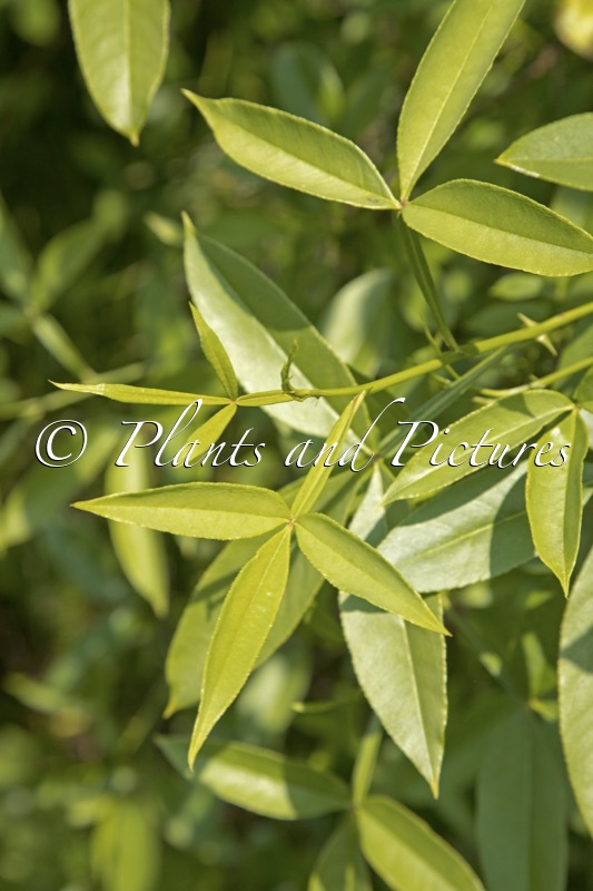Zanthoxylum alatum