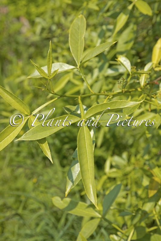 Zanthoxylum alatum