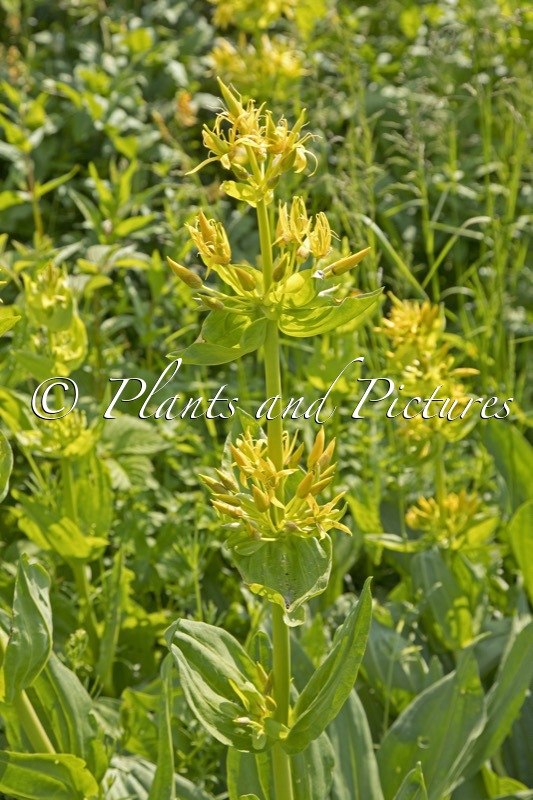 Gentiana lutea