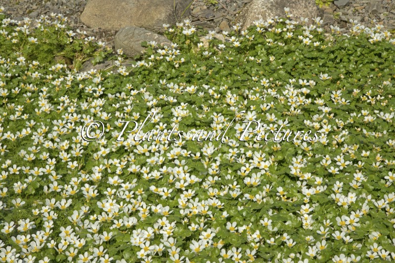 Ranunculuis peltatus