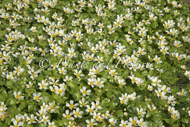 Ranunculuis peltatus