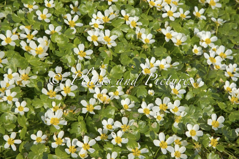 Ranunculuis peltatus