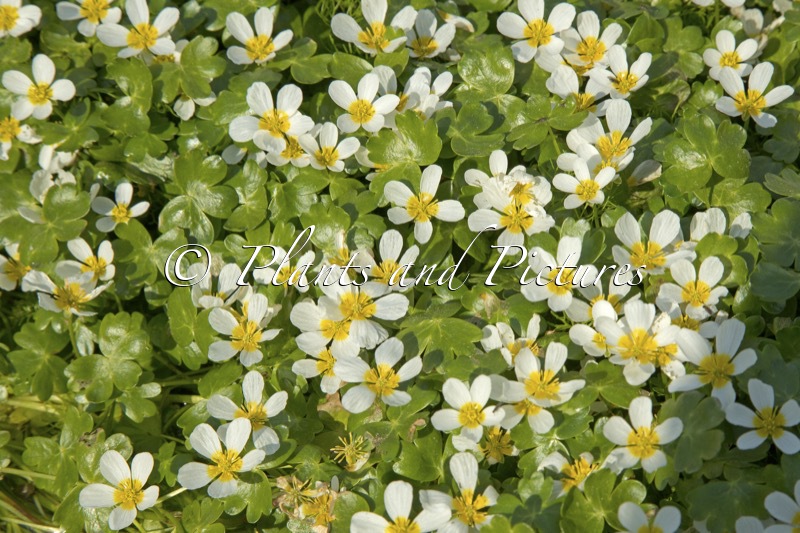 Ranunculuis peltatus