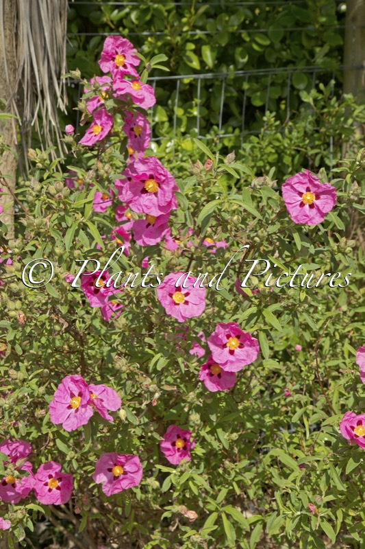 Cistus purpureus