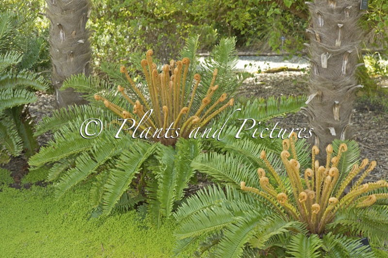 Blechnum cycadifolium