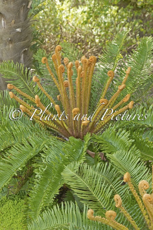 Blechnum cycadifolium