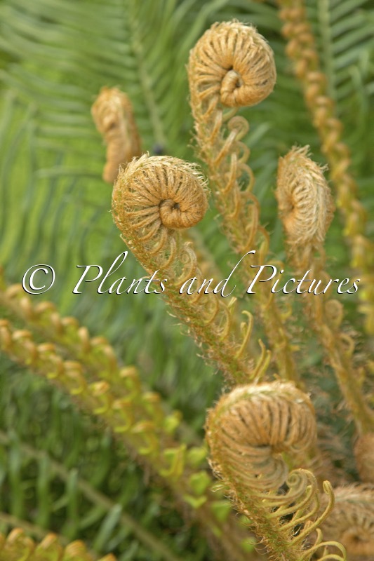 Blechnum cycadifolium