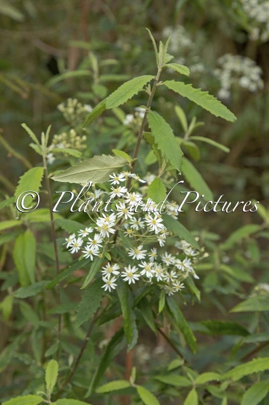 Olearia viscosa