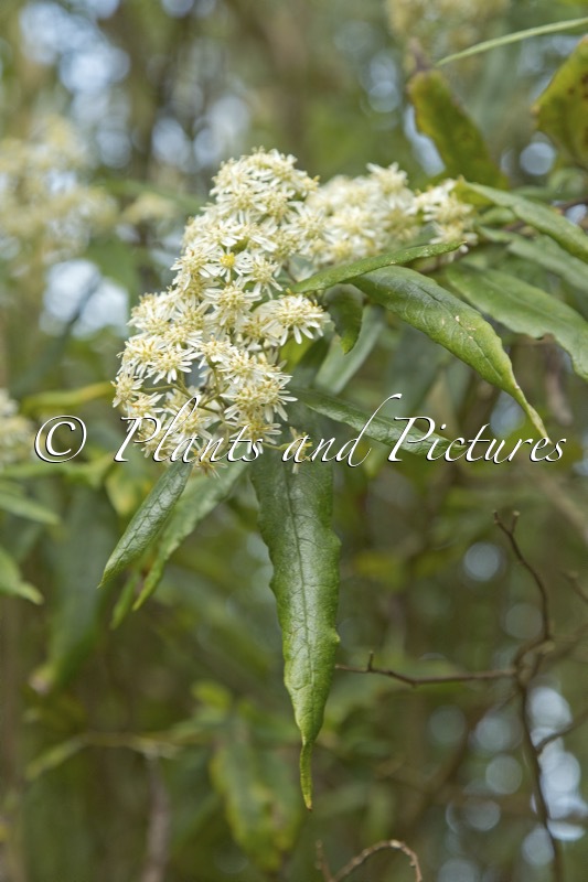 Olearia frostii