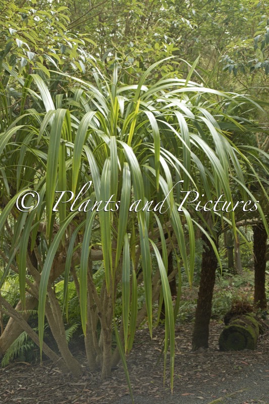 Cordyline banksii