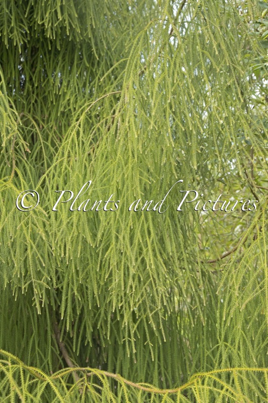 Dacrydium cupressinum