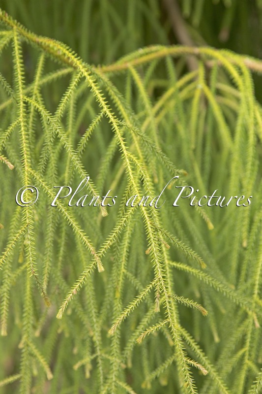 Dacrydium cupressinum