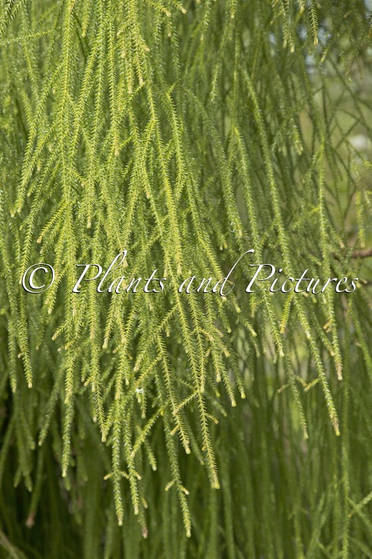 Dacrydium cupressinum