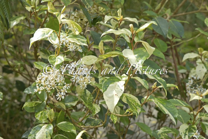 Olearia angustifolia ‘Variegata’