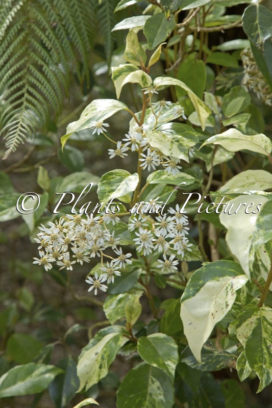 Olearia angustifolia ‘Variegata’