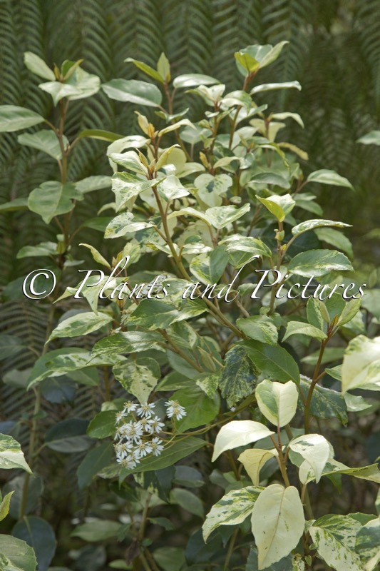 Olearia angustifolia ‘Variegata’