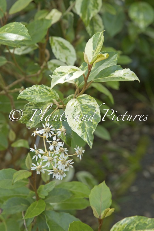 Olearia angustifolia ‘Variegata’
