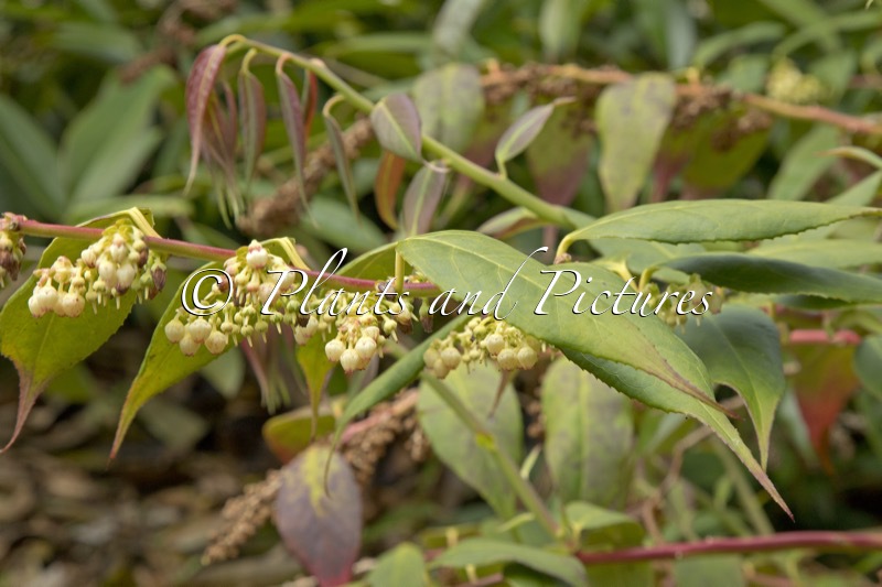 Leucothoe tonkinensis