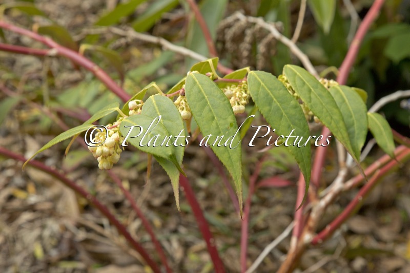 Leucothoe tonkinensis