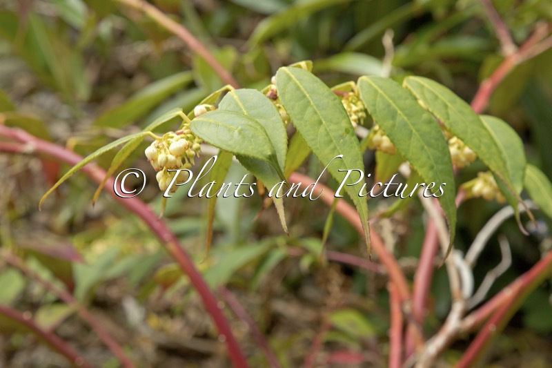 Leucothoe tonkinensis