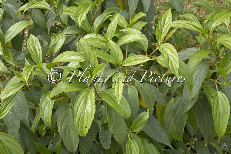 Viburnum fansipanense