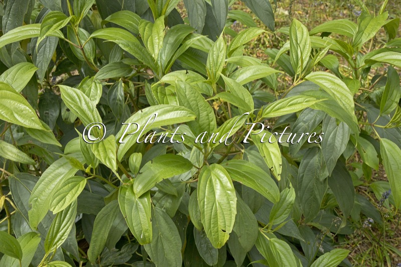 Viburnum fansipanense